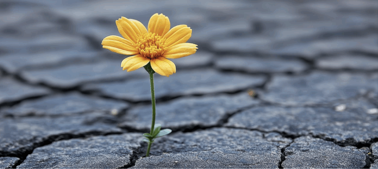 A yellow flower sprouts through cracks in concrete